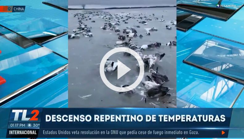 Cientos de aves murieron congeladas en un lago de China.
