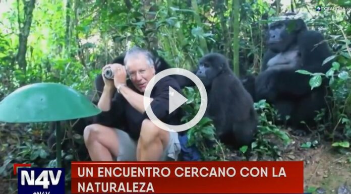Un fotógrafo vivió un encuentro con gorilas de montaña en Uganda.