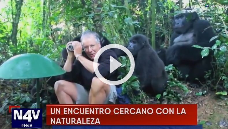 Un fotógrafo vivió un encuentro con gorilas de montaña en Uganda.