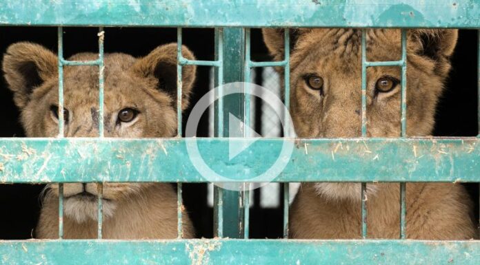 Llevan hasta refugios seguros a 11 leones rescatados en Sudán