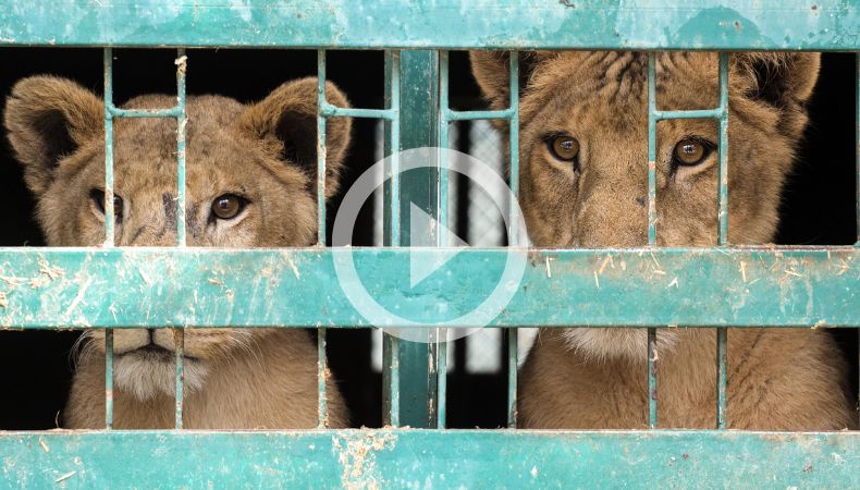 Llevan hasta refugios seguros a 11 leones rescatados en Sudán