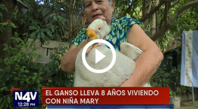 Un ganso de pocas pulgas