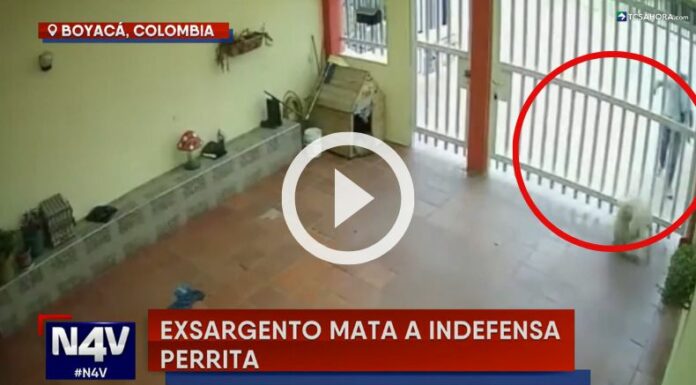 Un exmilitar mató a una indefensa perrita en Boyacá, Colombia.