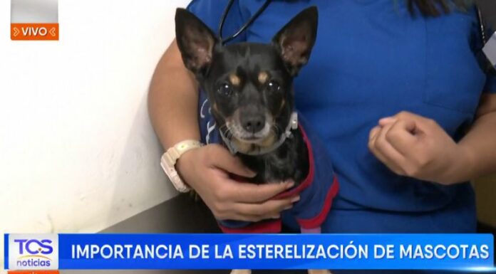 Esterilización animal
