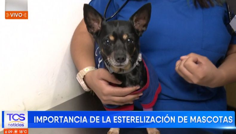 Esterilización animal