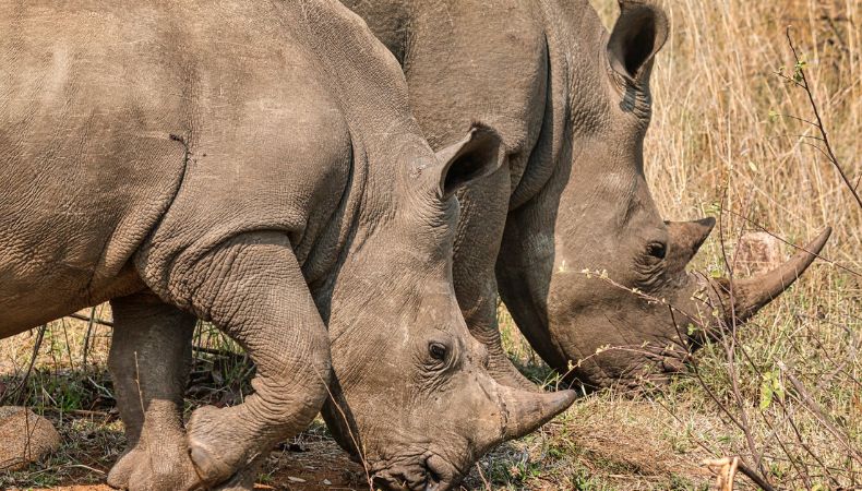 La caza en Sudáfrica reporta casi 500 rinocerontes muertos