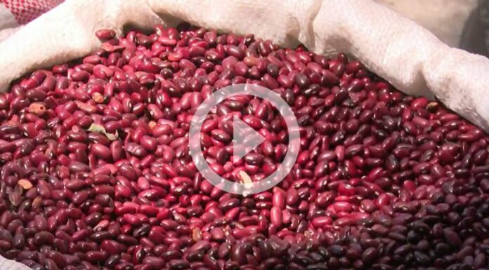 El Frijol precios y complicaciones que experimenta por el cambio climático