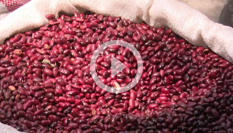 El Frijol precios y complicaciones que experimenta por el cambio climático