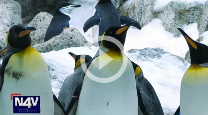 ¡Pingüinos en peligro por gripe aviar en la Antártida!