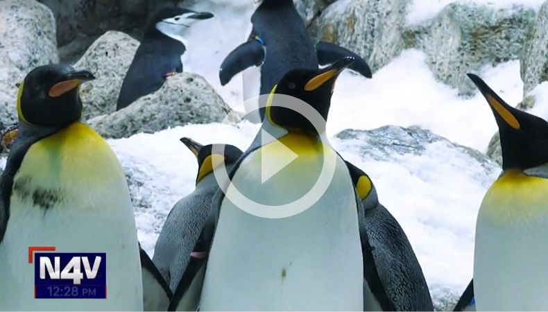 ¡Pingüinos en peligro por gripe aviar en la Antártida!