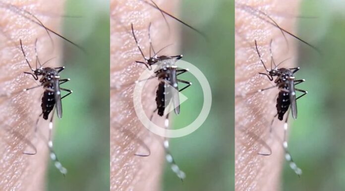 Perú en alerta por casos de dengue