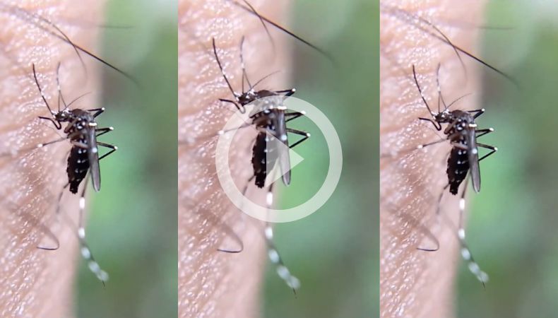 Perú en alerta por casos de dengue