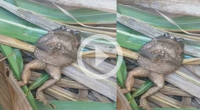 ¡Sin duda, un sapo hace una siesta particular!