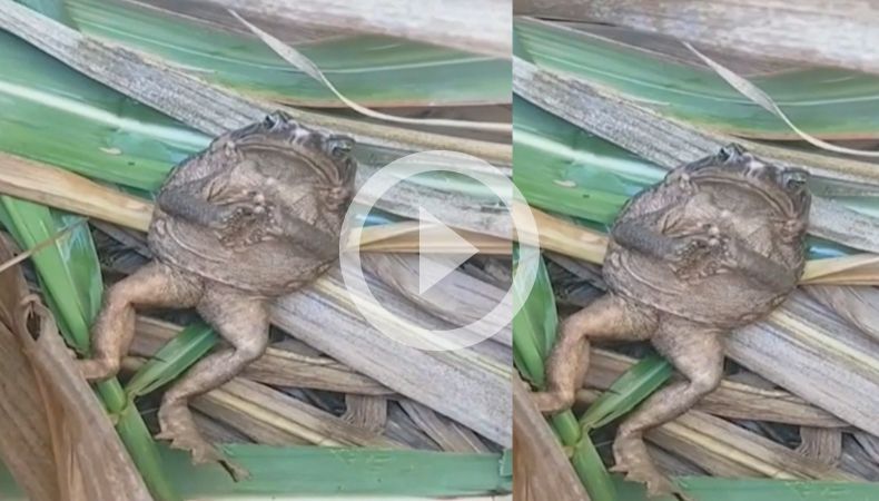 ¡Sin duda, un sapo hace una siesta particular!