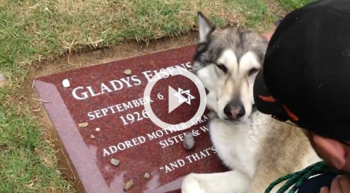 Perrito llora sobre la tumba de su dueña.