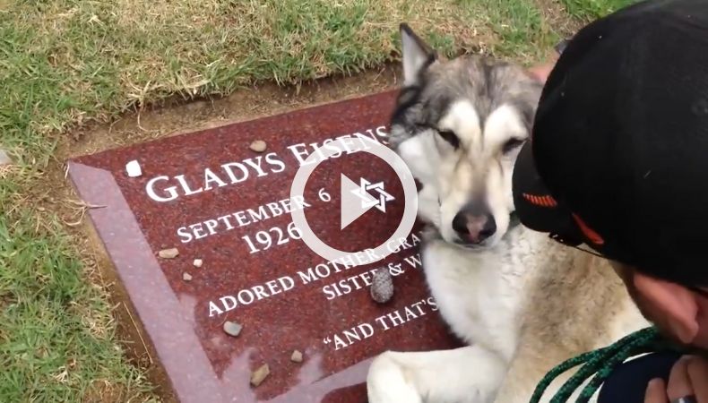 Perrito llora sobre la tumba de su dueña.