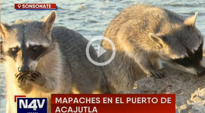 Mapaches