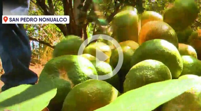 Plantaciones de mandarinas afectadas por plaga