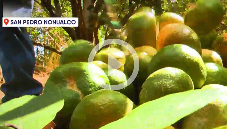 Plantaciones de mandarinas afectadas por plaga