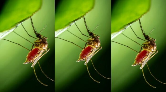 alerta por dengue en Guatemala