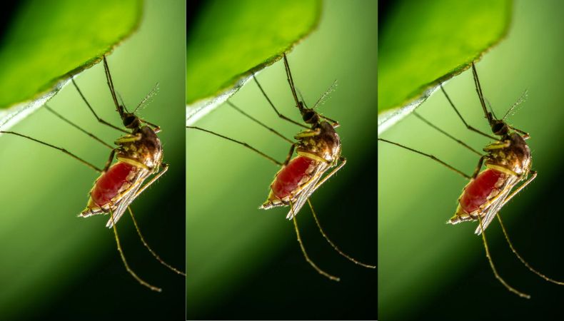 alerta por dengue en Guatemala