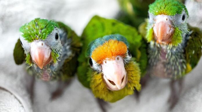 Decomisan pericos y catalnicas