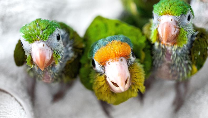 PNC decomisa catalnicas y pericos en cautiverio Decomisan pericos y catalnicas