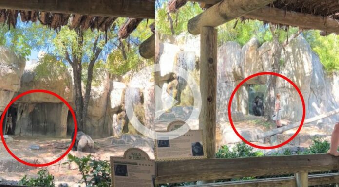 Dos trabajadoras atrapadas junto a un gorila en Texas