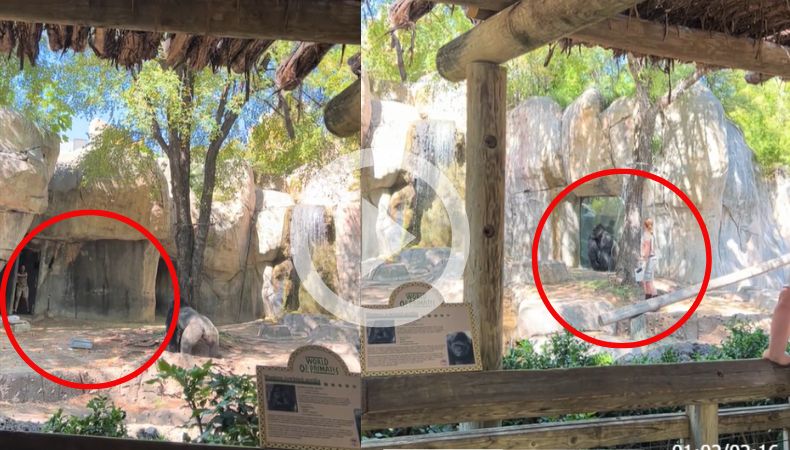 Dos trabajadoras atrapadas junto a un gorila en Texas