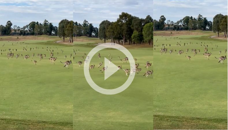 Canguros invaden partido de golf
