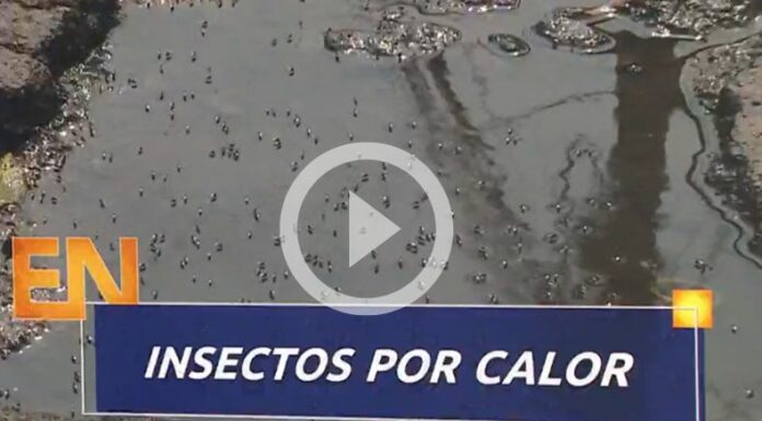 Insectos proliferación por altas temperaturas