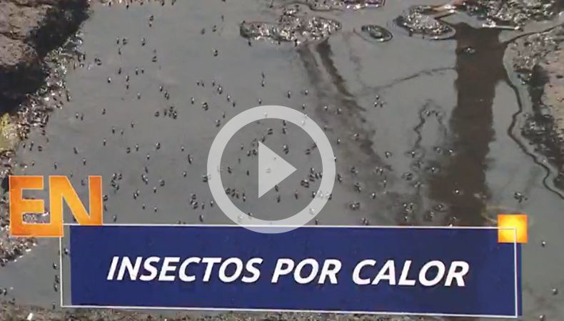 Insectos proliferación por altas temperaturas