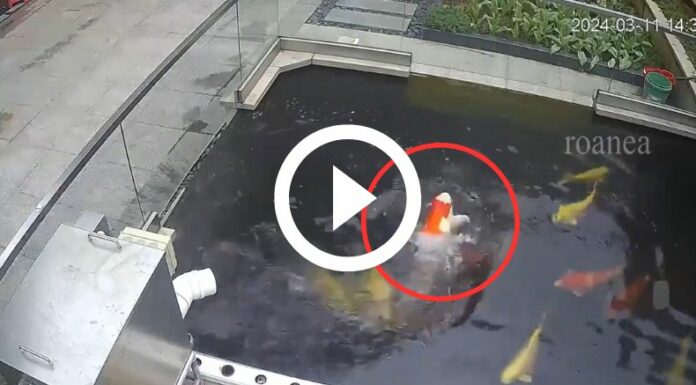 Peculiares movimientos en el agua de un pez koi