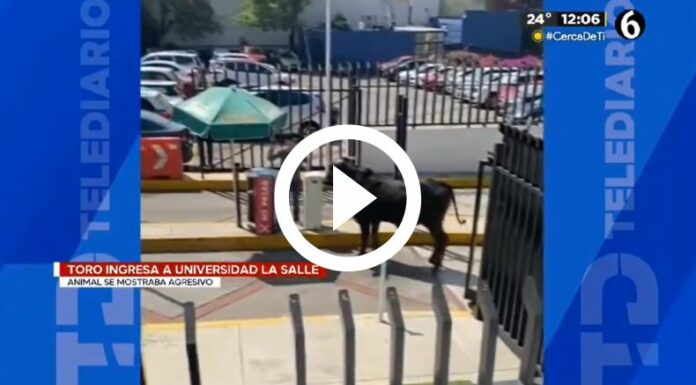 Toro ingresó a la Universidad de La Salle