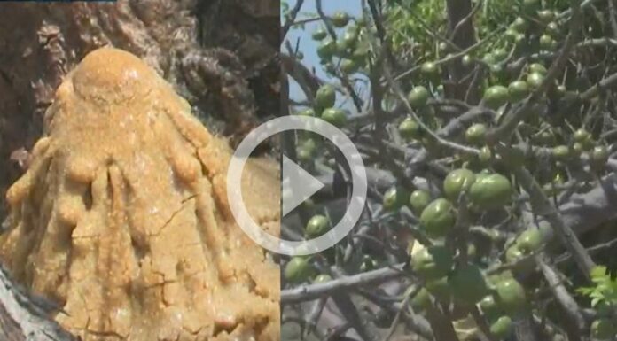 Plaga afecta plantaciones de jocote