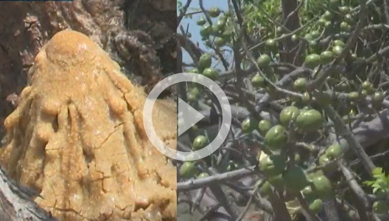 Plaga afecta plantaciones de jocote