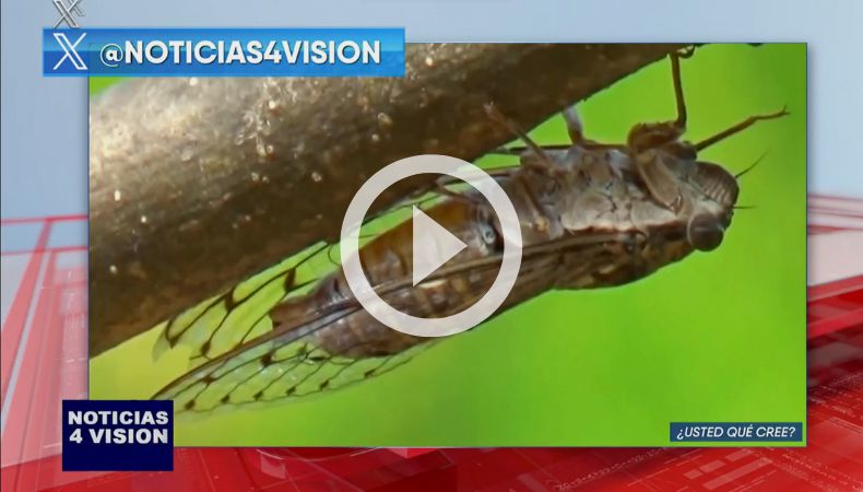 ¿Ya escuchó el canto de las chicharras en El Salvador?