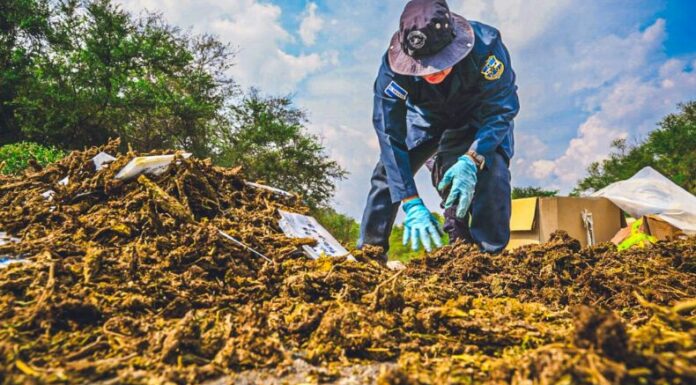 FGR verifica destrucción de droga