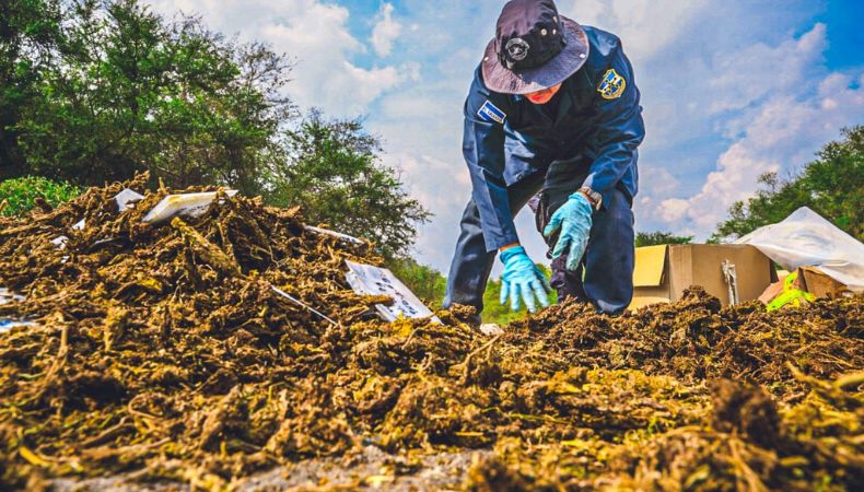 FGR verifica destrucción de droga