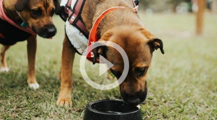 Mascotas recomendaciones para salir de viaje