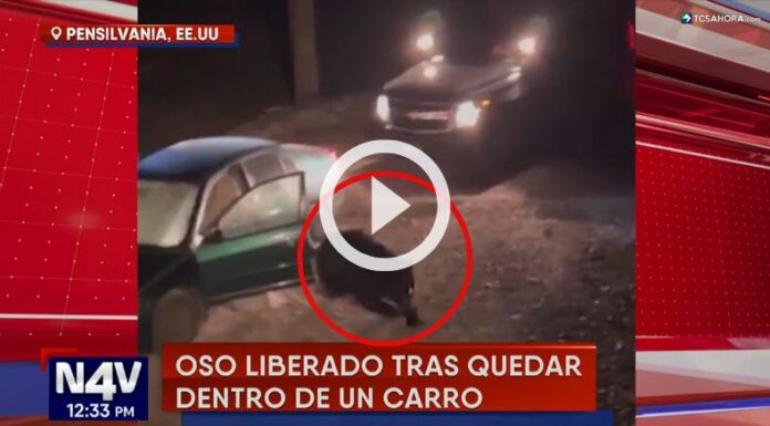 Liberan a oso tras quedar atrapado dentro de un vehículo.