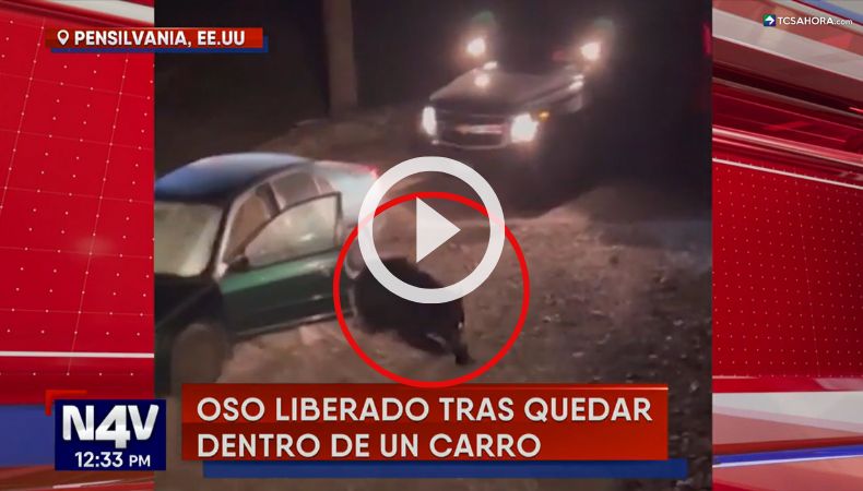 Liberan a oso tras quedar atrapado dentro de un vehículo.