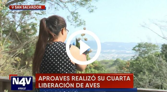 Liberación de aves en peligro de extinción