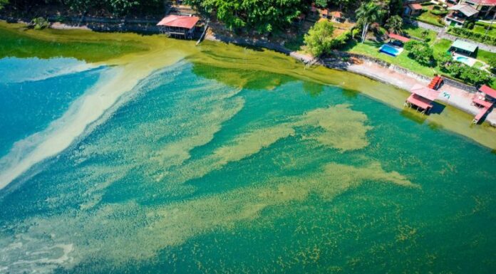 MARN informa sobre el aumento de cianobacterias en el lago de Coatepeque.