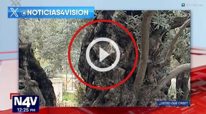 Usuarios aseguran que ven el rostro de Jesús en el tronco de un árbol de olivo.