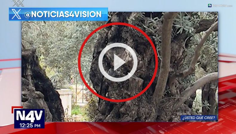 Usuarios aseguran que ven el rostro de Jesús en el tronco de un árbol de olivo.