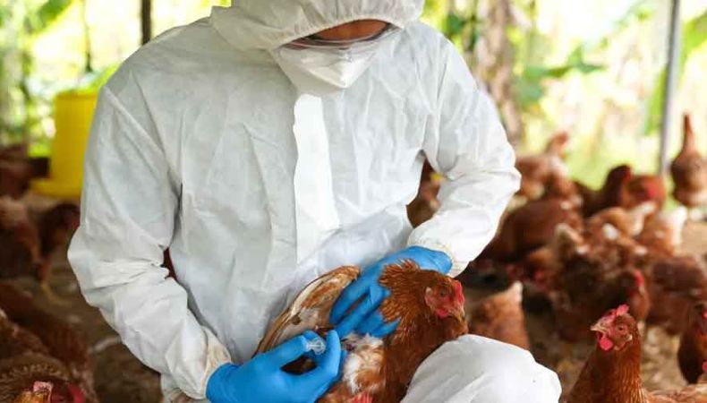 Detectan el primer caso humano de gripe aviar en Texas Detectan el primer caso humano de gripe aviar en Texas.