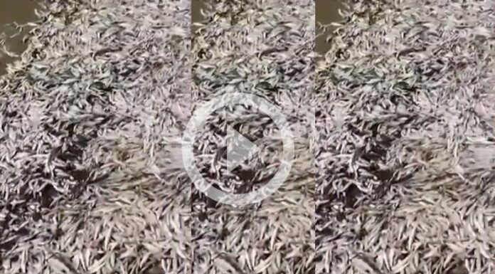 Miles de peces muertos en Costa Rica