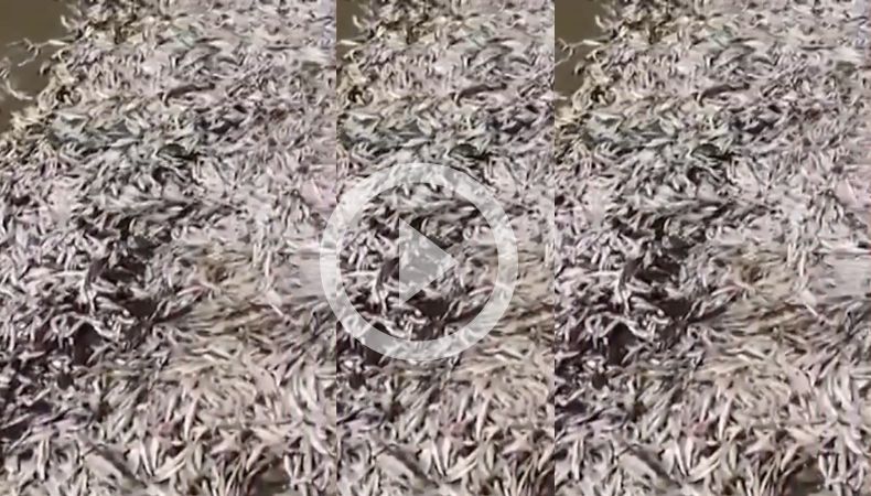 Miles de peces muertos en Costa Rica