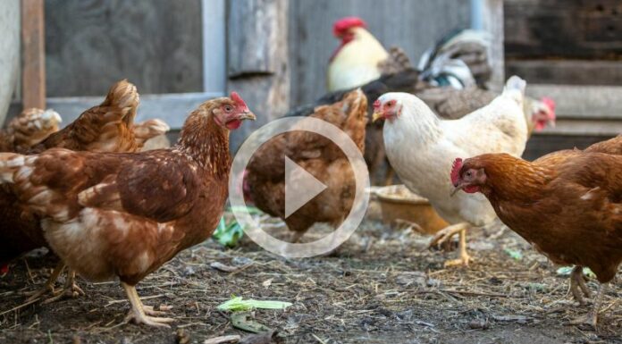 ¡1.6 millones de gallinas son sacrificadas por gripe aviar!